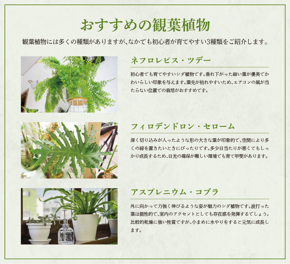おすすめの観葉植物